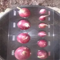 Fresh Onion