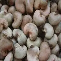 Cashew Nuts