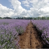 Lavender Oil