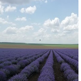 Lavender Oil Harvest 2020