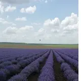 Lavender Oil Harvest 2020
