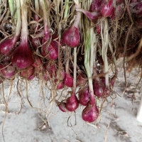 Thai Shallot
