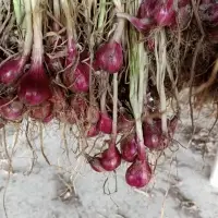 Thai Shallot