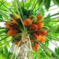 Papaya Fruit