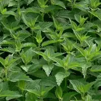 Dry Or Fresh Nettle Leaves And Roots