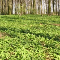 Wild Garlic Leaves