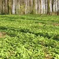 Wild Garlic Leaves