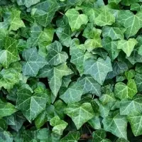 Dryed Ivy Leaves