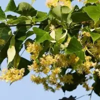 Tilia, Linden Leaves