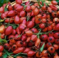 Rosehip (Rosa Canina)