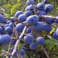 Blackthorn Berry (Prunus Spinosa)