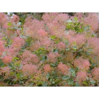 Smoke Tree Leaves (Cotinus)