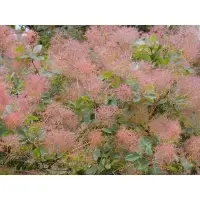 Smoke Tree Leaves (Cotinus)