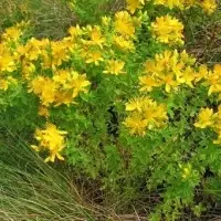 St. John's Wort (Hypericum Perforatum).