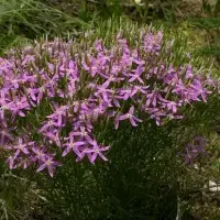 St. John's Wort Centaurium Erythraea