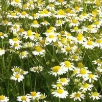 Chamomile