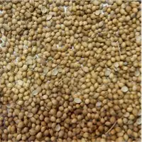 Coriander Seeds
