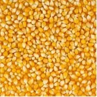 Yellow Corn & White Corn