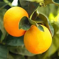 Fresh Oranges