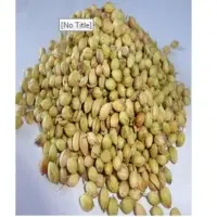 Coriander Seeds