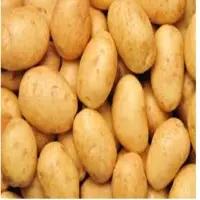 Potato