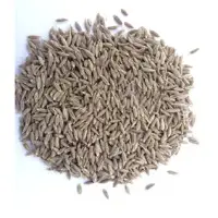 Cumin Seeds