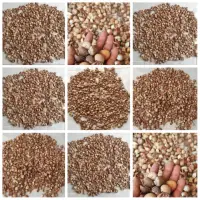 Betel Nut