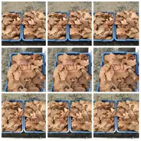 Coconut Shell
