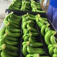 Cavendish Banana