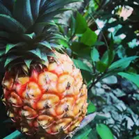 Pineapple