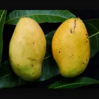 Mangoes