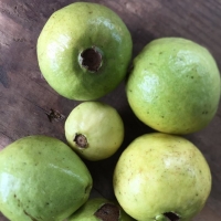 Guava