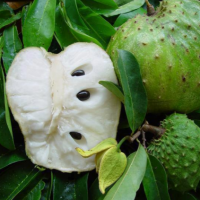 Soursop