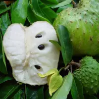 Soursop