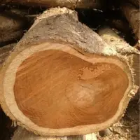 Teak Wood