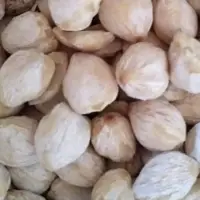 Candle Nut
