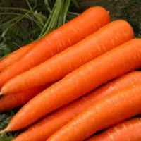 Carrot