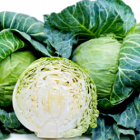 Green Cabbage