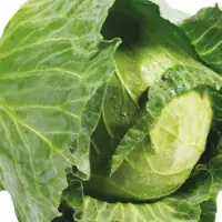 Cabbage
