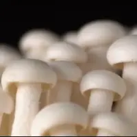 Fresh Mushrooms