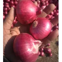 Onion