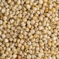 Sorghum