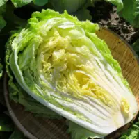 Celery Cabbage