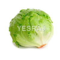 Iceberg Lettuce