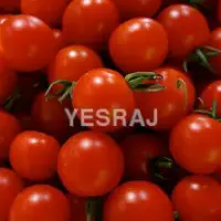 Cherry Tomato