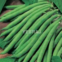 French Bean