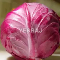 Red Cabbage