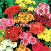 Chrysanthemum Flowers