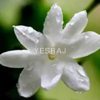 Jasmine Flower