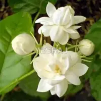 Mogra Flower